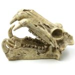 Dinozor Ağzı Fosil Dekor-B 20x11x13.5 cm