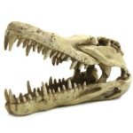 Dinozor Ağzı Fosil Dekor-A 23x10.5x13 cm